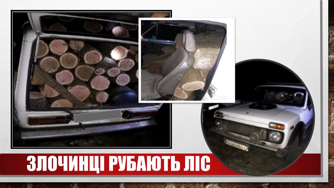 Детальніше про статтю Поки інші боронять країну, злочинці вирубують ліс