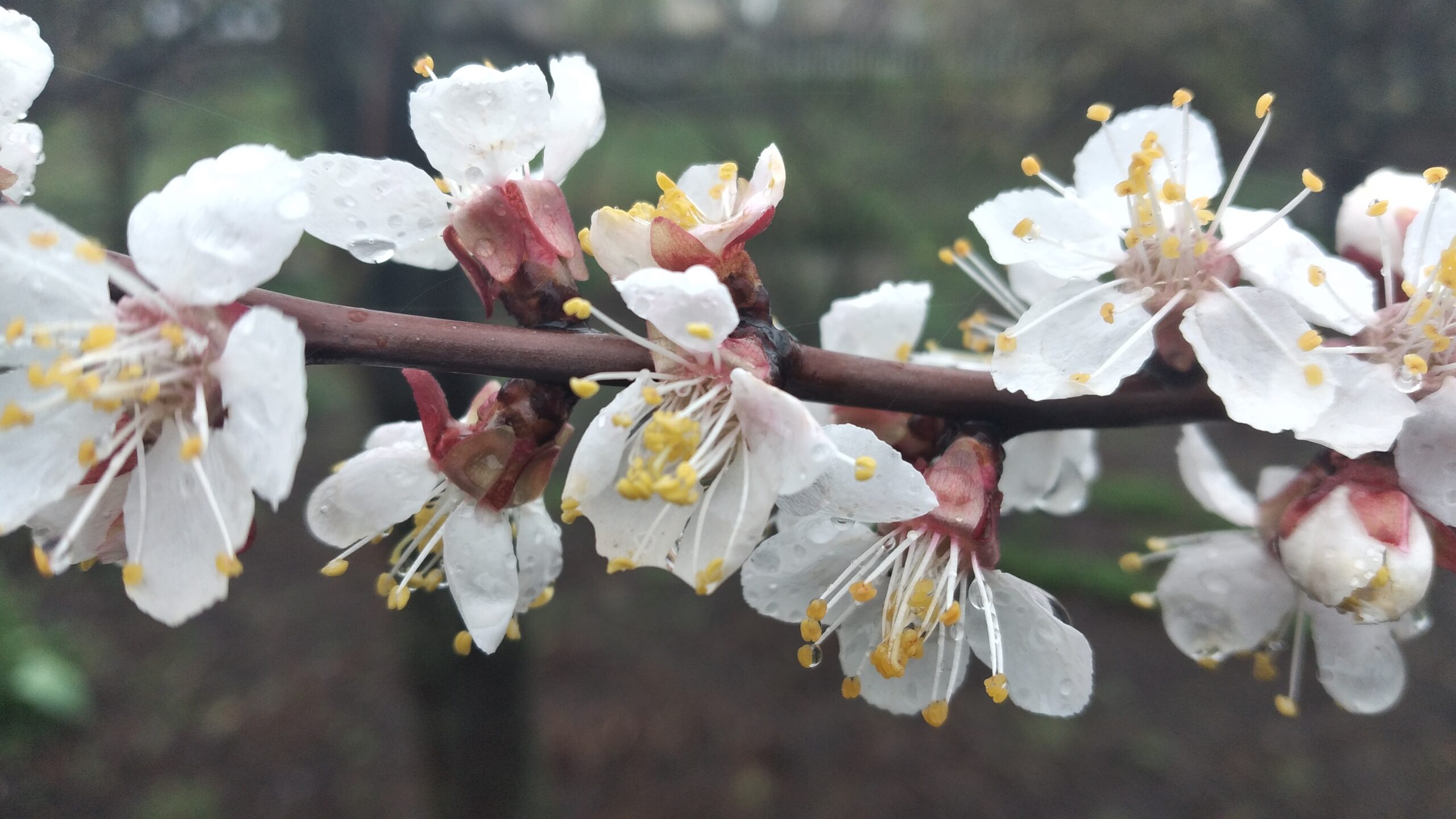 Детальніше про статтю Вербний тиждень: на Дніпропетровщині прогнозують дощі та шквальний вітер