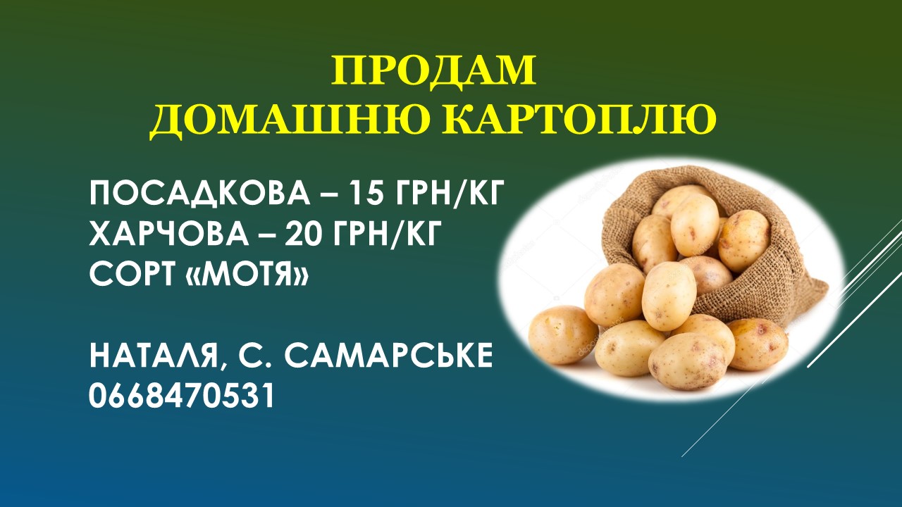 Детальніше про статтю Продам домашню картоплю