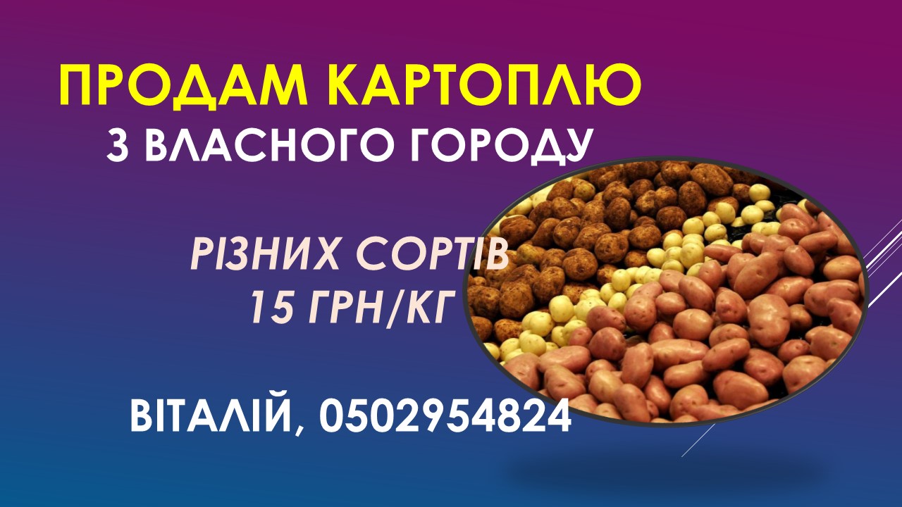 Ви зараз переглядаєте Картопля різних сортів з власного городу