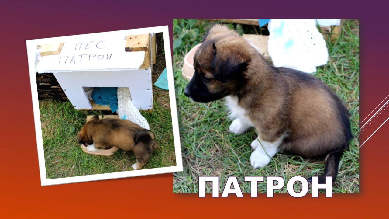 Детальніше про статтю Пес Патрон є і в Троїцькому