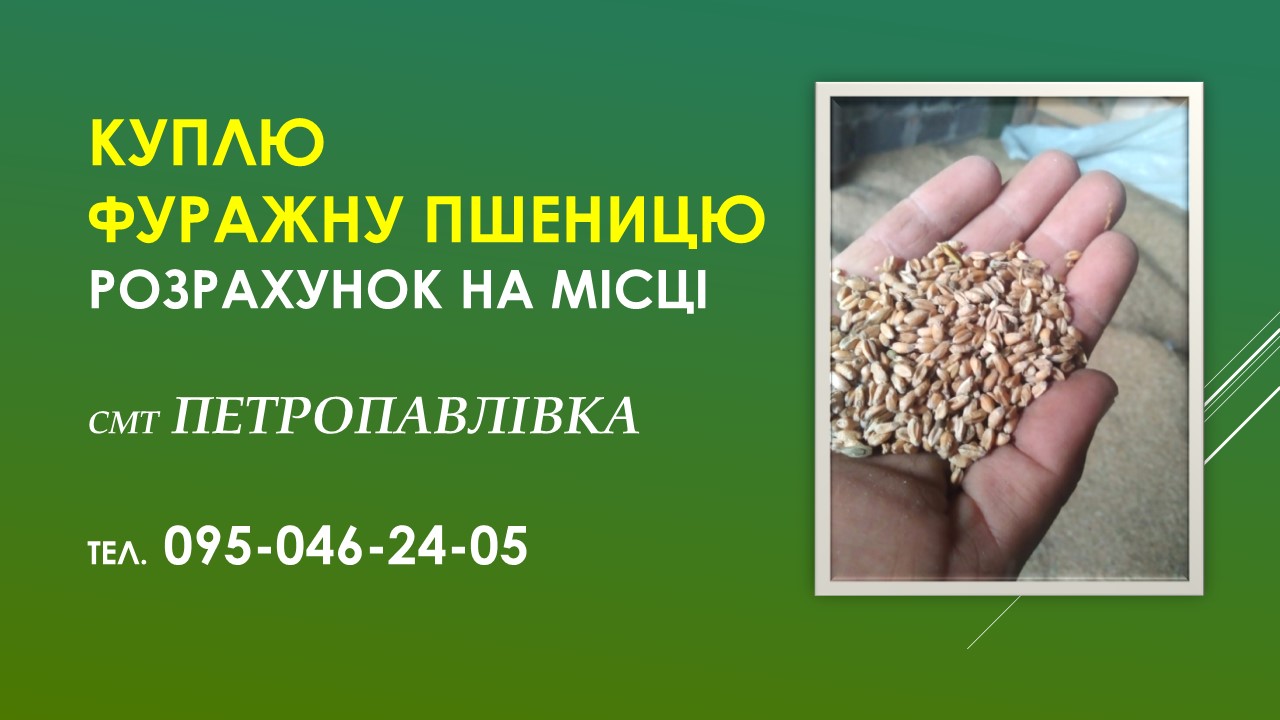 Ви зараз переглядаєте Куплю фуражну пшеницю