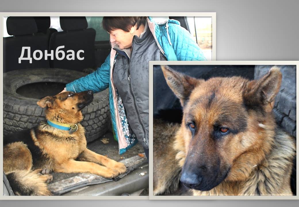 Детальніше про статтю Пес Донбас знає, що таке вірність