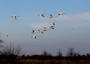 Детальніше про статтю Лебеді теж рятуються від війни
