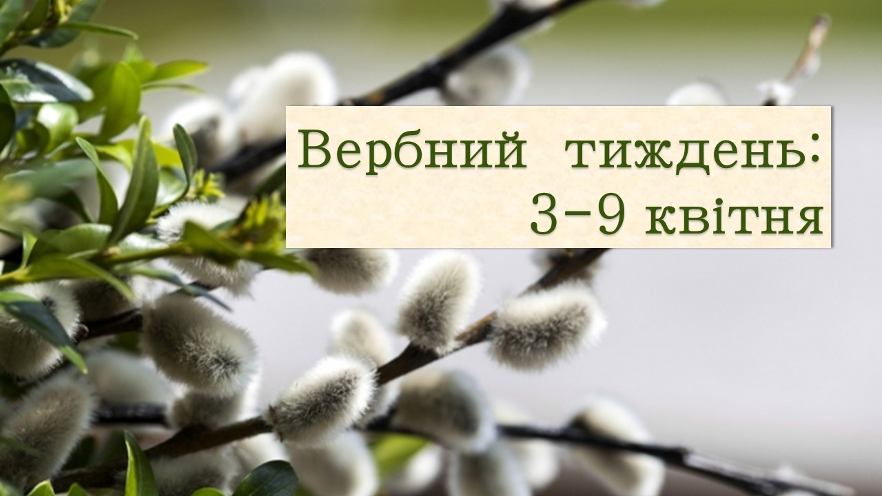 Ви зараз переглядаєте Завтра розпочинається Вербний тиждень: які традиції та прикмети існують