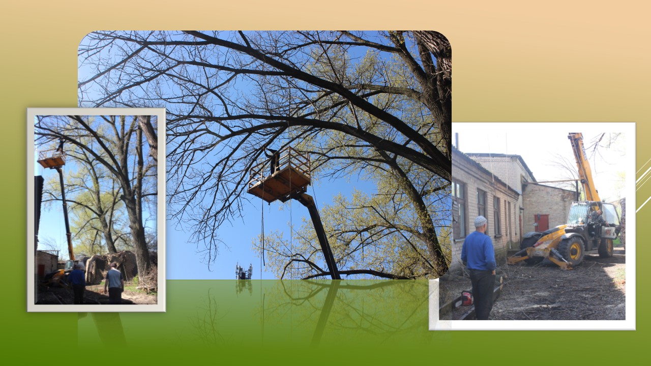 Детальніше про статтю В Петропавлівській лікарні обрізають дерева-велетні, які несуть загрозу