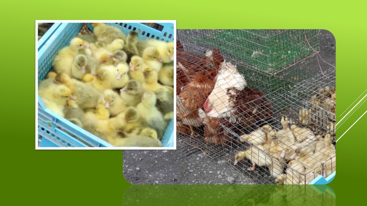 Ви зараз переглядаєте Молодняк птиці вже продають на ринку