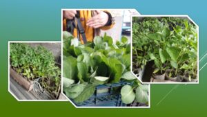 Детальніше про статтю Хіт продажу на Петропавлівському ринку – розсада