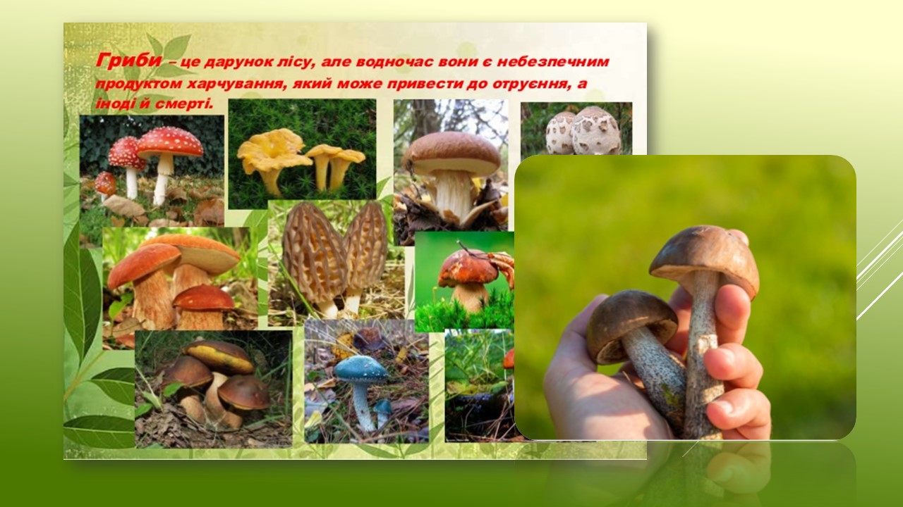 Ви зараз переглядаєте Вживання в їжу дикорослих грибів – небезпека для життя та здоров`я