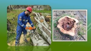 Детальніше про статтю Дерева, що з роками всередині висохли, спилюють на подвір`ї Петропавлівської лікарні