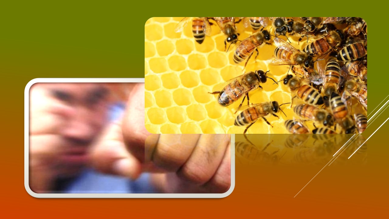 Детальніше про статтю Тілесні ушкодження та шахрайство на продажу бджіл: кримінальні події минулого тижня