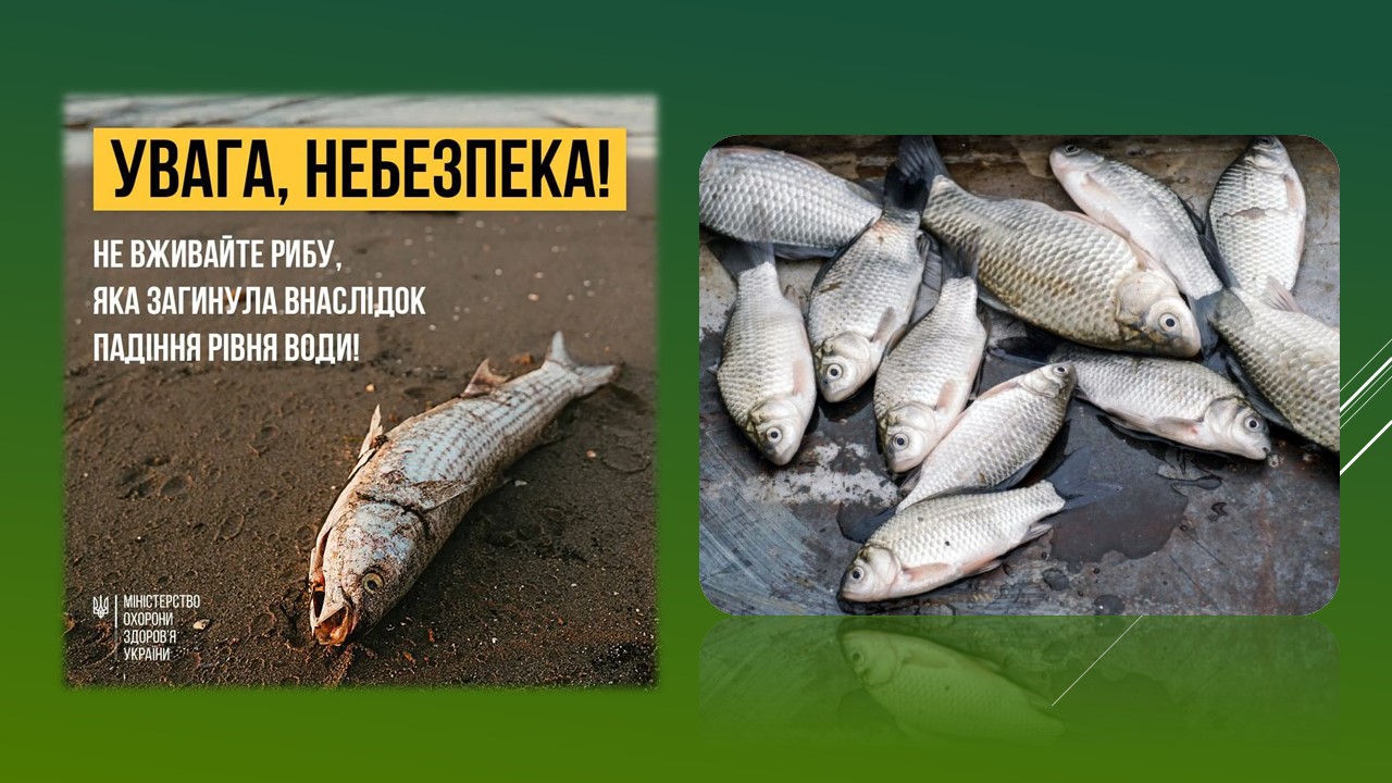 Детальніше про статтю Після руйнування Каховської ГЕС споживання рибної продукції невстановленого походження небезпечно