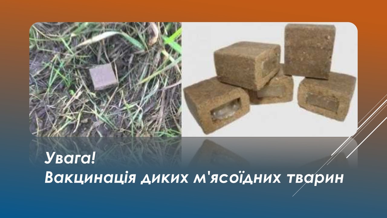 Детальніше про статтю В Петропавлівській громаді проведуть вакцинацію диких тварин
