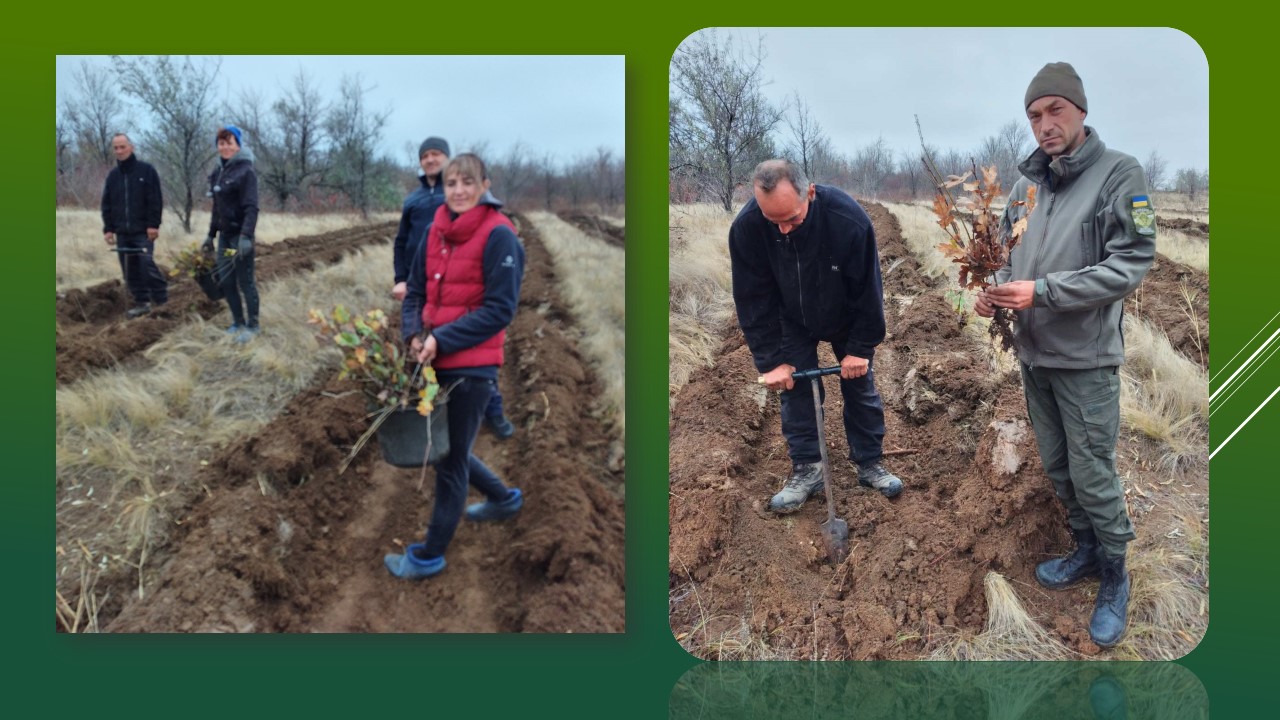 Ви зараз переглядаєте У Петропавлівському лісництві насаджують нові зелені масиви