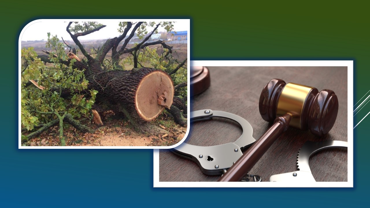 Детальніше про статтю На Дніпропетровщині судитимуть «чорних лісорубів»: збитки довкіллю сягають понад 300 тисяч грн